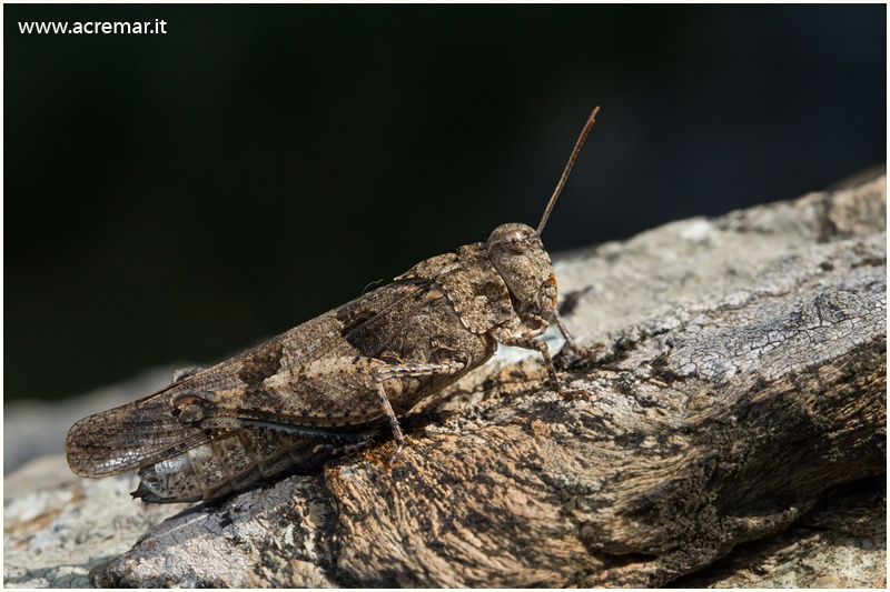 Oedipoda caerulescens