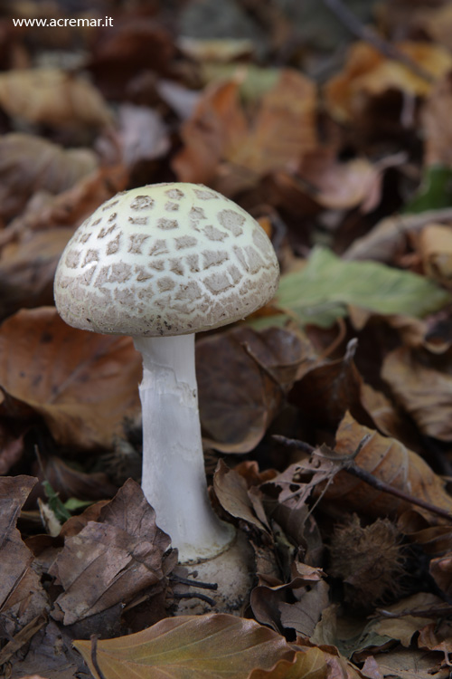 Fungo da determinare 2(Amanita citrina)