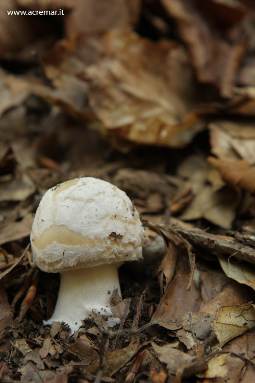 Amanita?