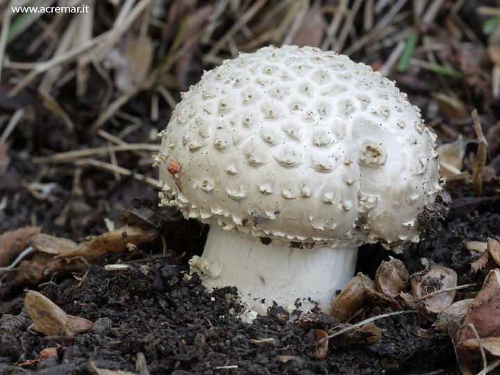 Calvatia ?