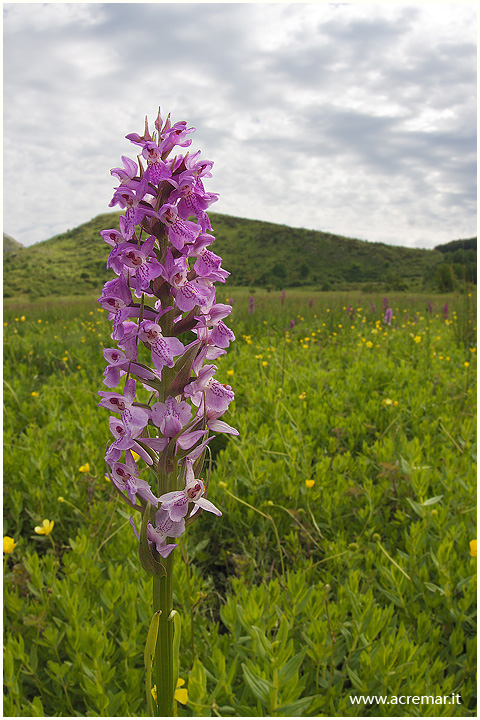 Dactylorhiza da identificare