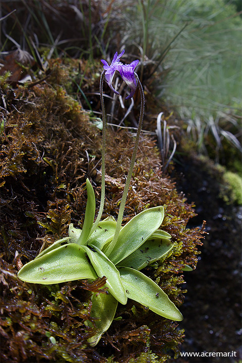 Pinguicola in fiore