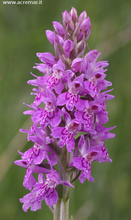 Dactylorhiza majalis