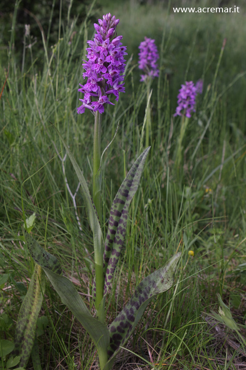 Dactylorhiza majalis