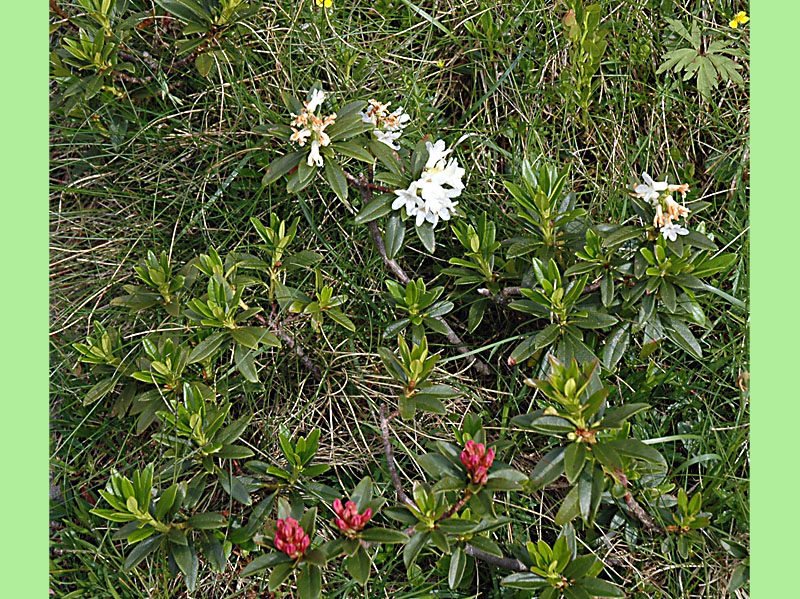 Curiosit - Rhododendron ferrugineum a fiori bianchi