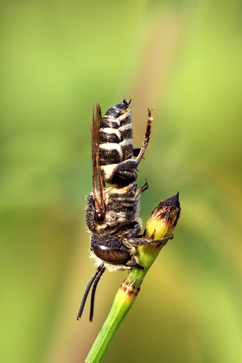 Epeolus sp.