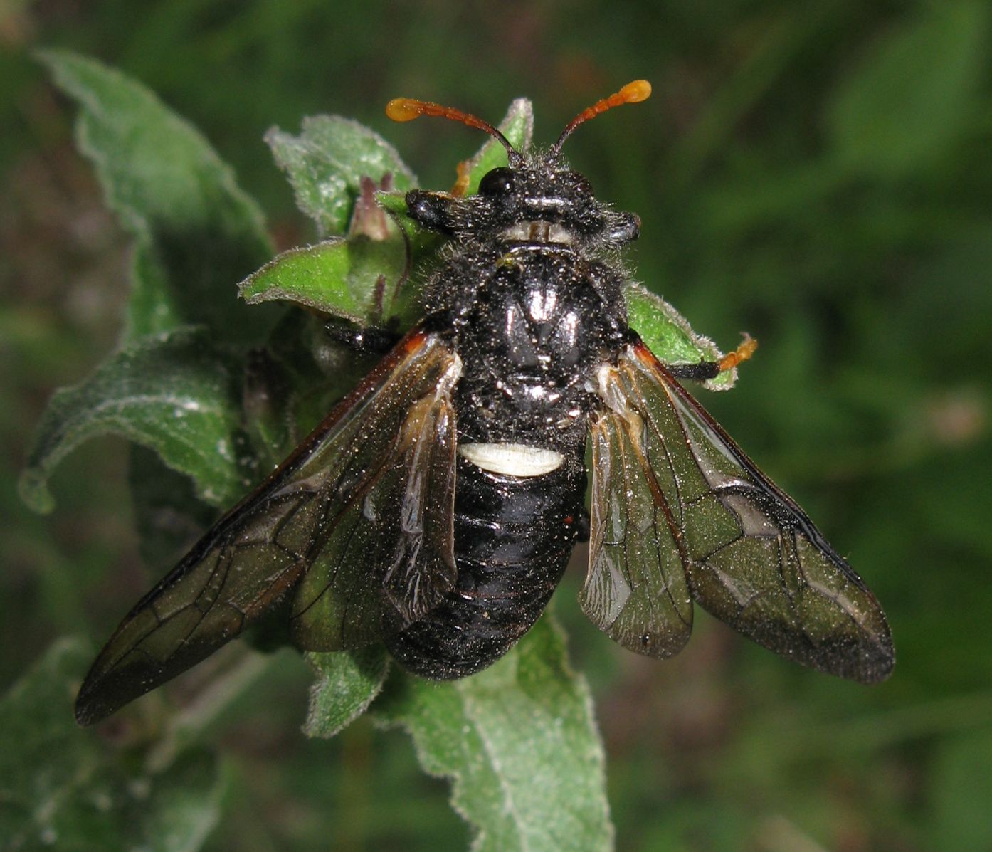 Cimbicidae: Cimbex connatus? luteus?