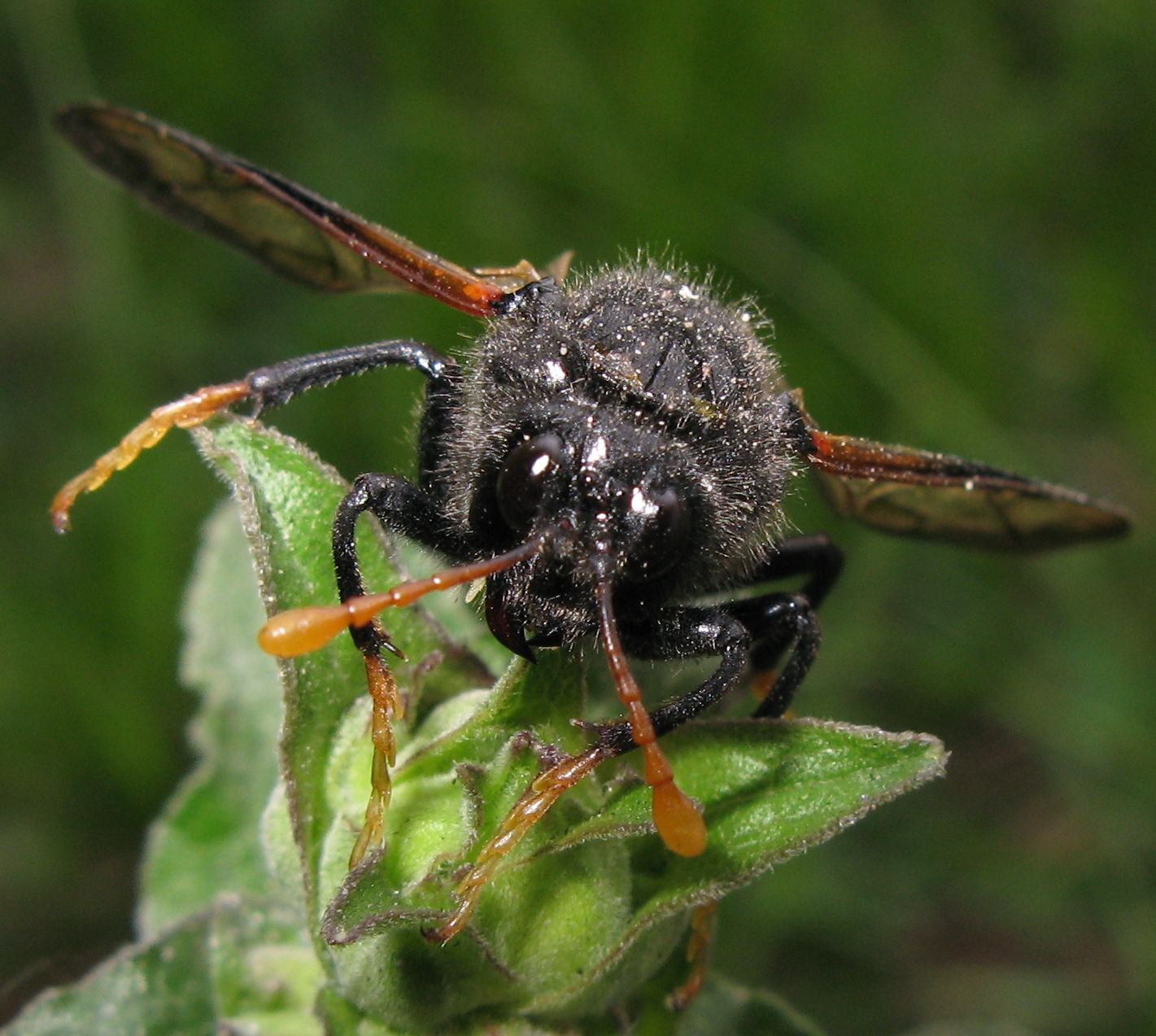 Cimbicidae: Cimbex connatus? luteus?