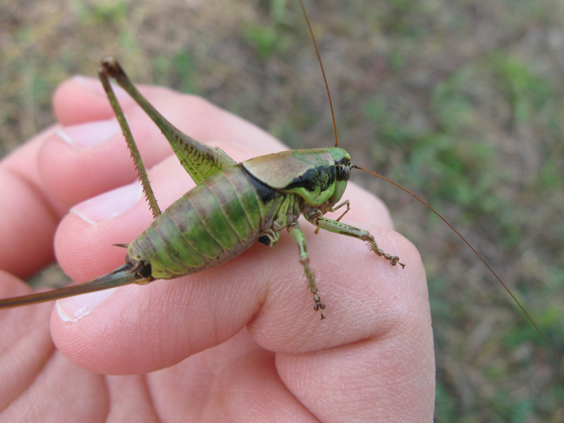 Femmina di Eupholidoptera sp.