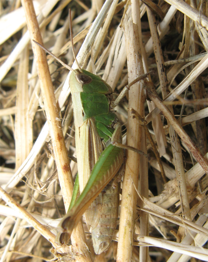 Chorthippus dorsatus (Acrididae)