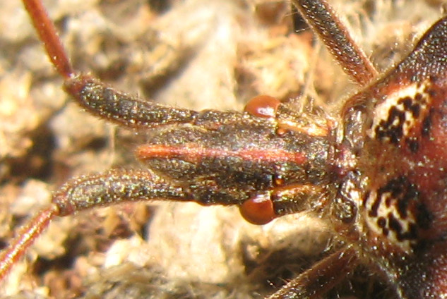 Leptoglossus occidentalis