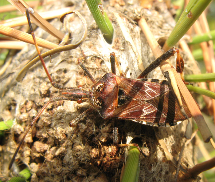 Leptoglossus occidentalis