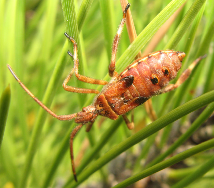 Leptoglossus occidentalis