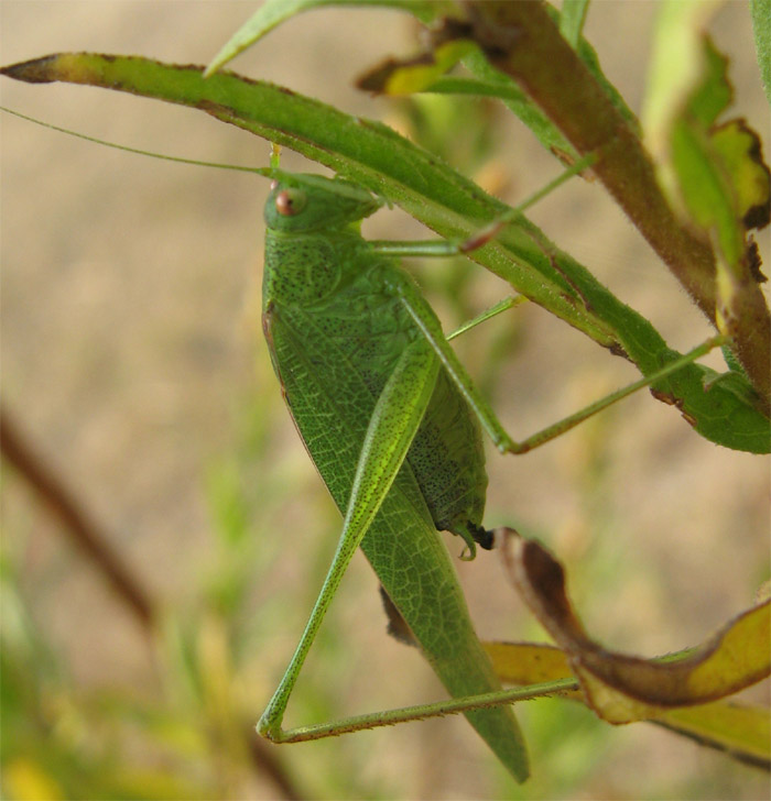 Due Phaneroptere: Phaneroptera nana