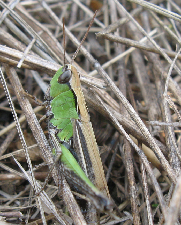 Chorthippus dorsatus (Acrididae)