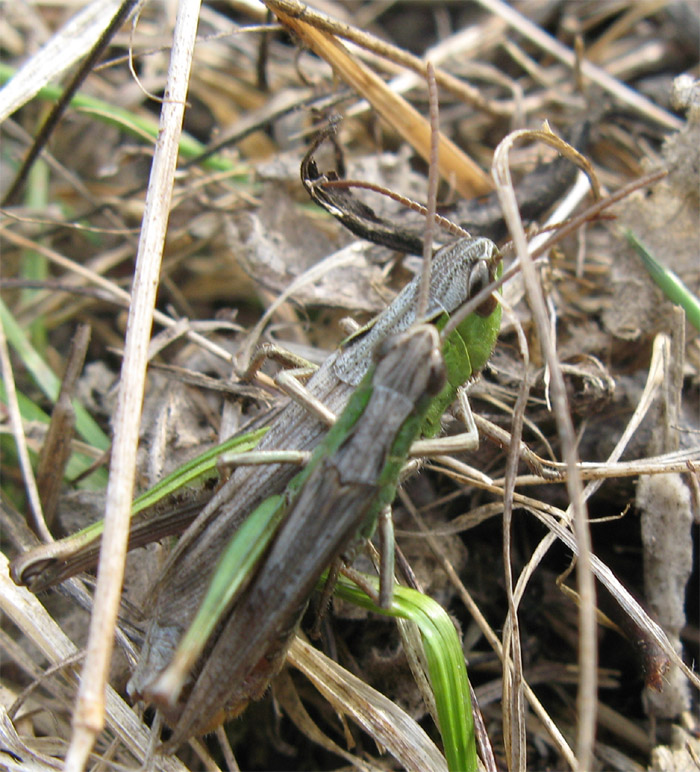 Chorthippus dorsatus (Acrididae)