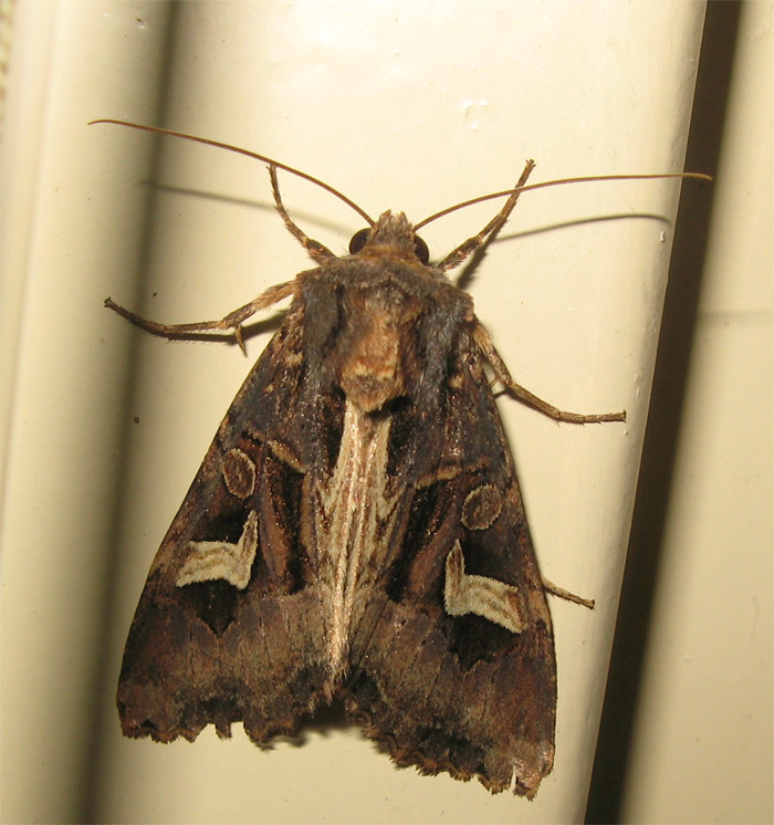 Una bella Noctuidae