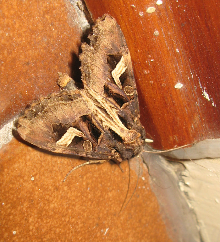 Una bella Noctuidae