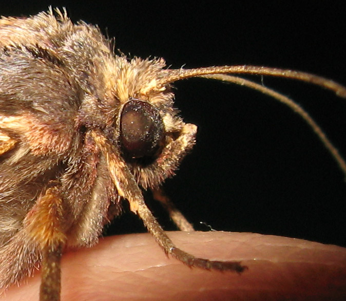 Una bella Noctuidae