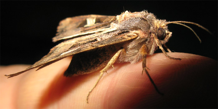 Una bella Noctuidae