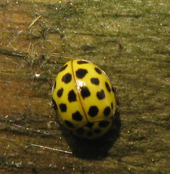 Altre coccinelle!