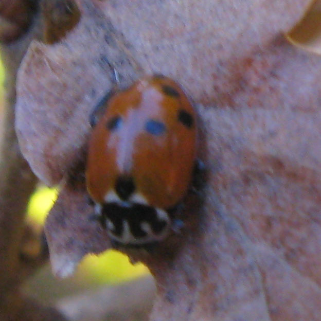 Altre coccinelle!