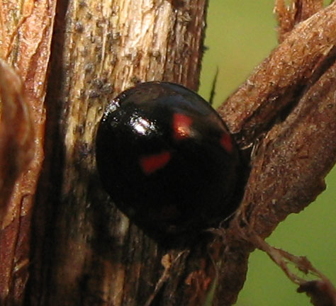 Altre coccinelle!