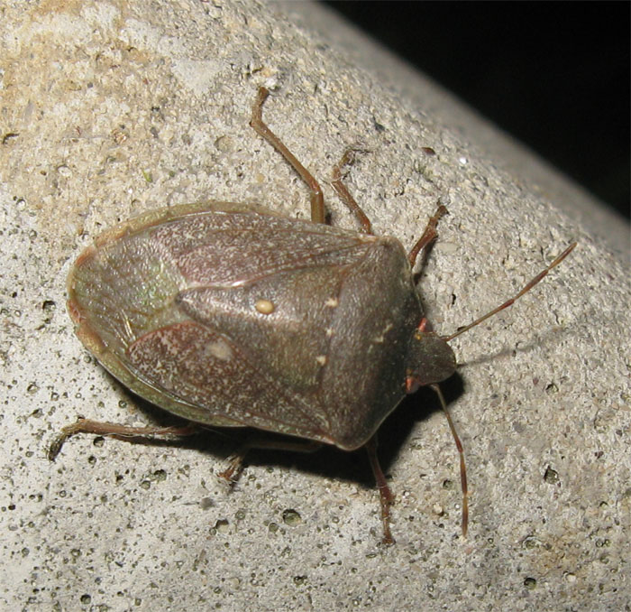 Nezara viridula invernale, con uovo di parassita