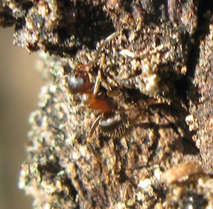 Formiche marzoline: Lasius, Messor e Camponotus lateralis