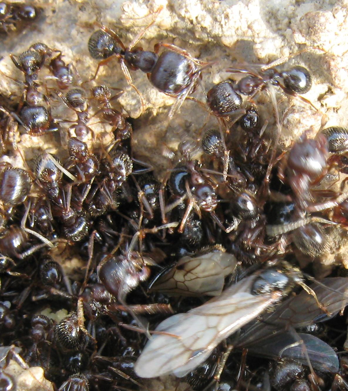 Formiche marzoline: Lasius, Messor e Camponotus lateralis