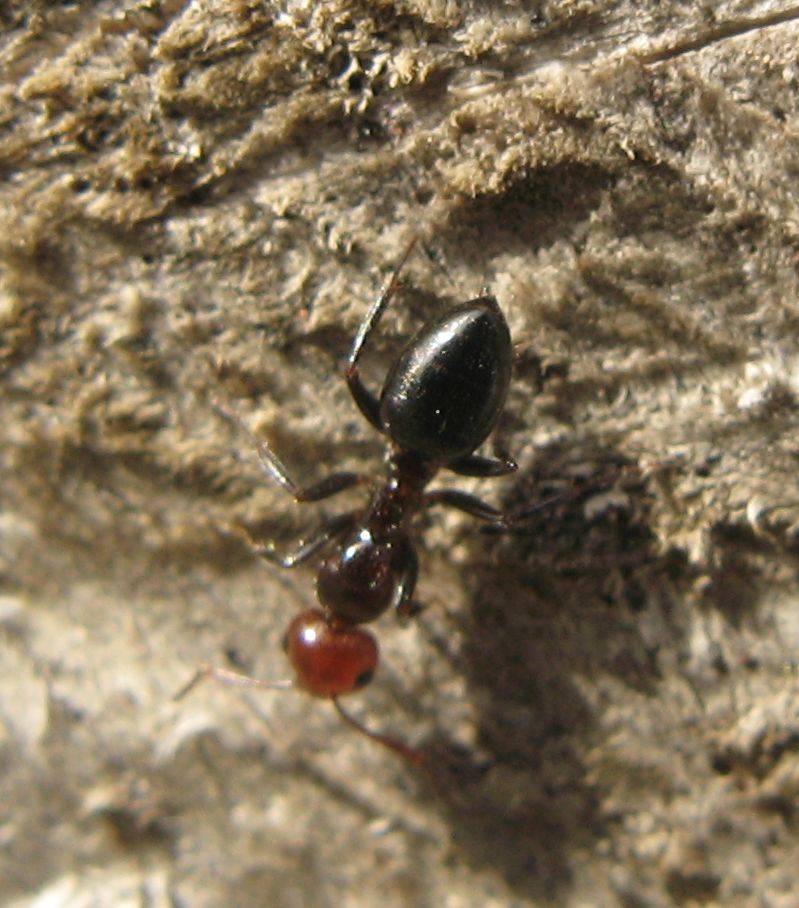 Formiche marzoline: Lasius, Messor e Camponotus lateralis