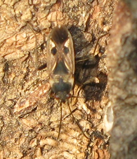 Lygaeidae:  Rhyparochromus vulgaris  e Raglius alboacuminatus