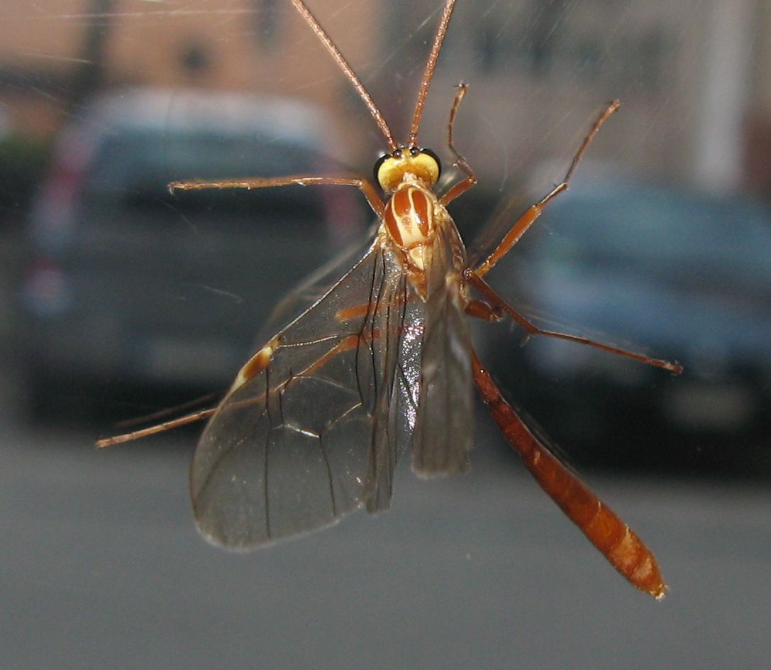 Imenottero (?) - Ophion sp. (Ichneumonidae)