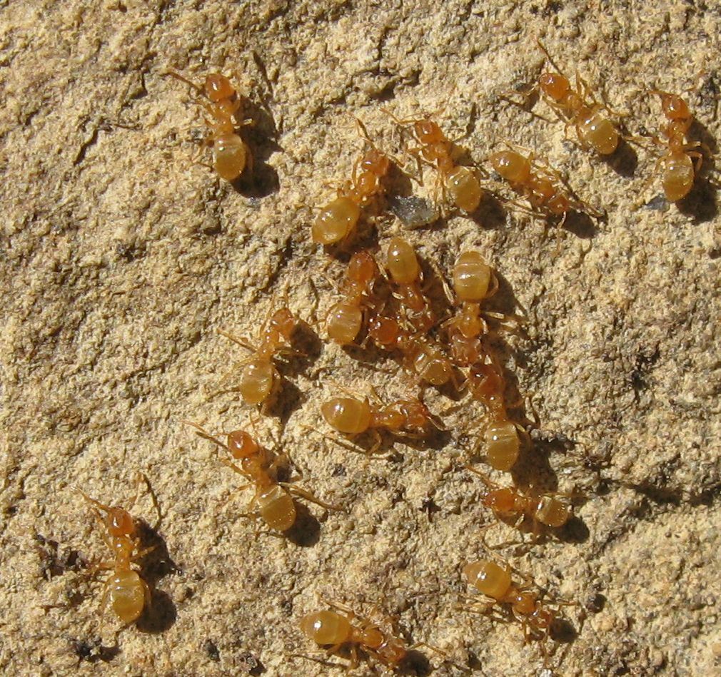 Lasius con Atelura formicaria e Pheidole sp.