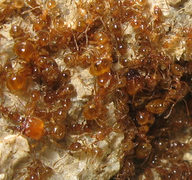 Lasius con Atelura formicaria e Pheidole sp.