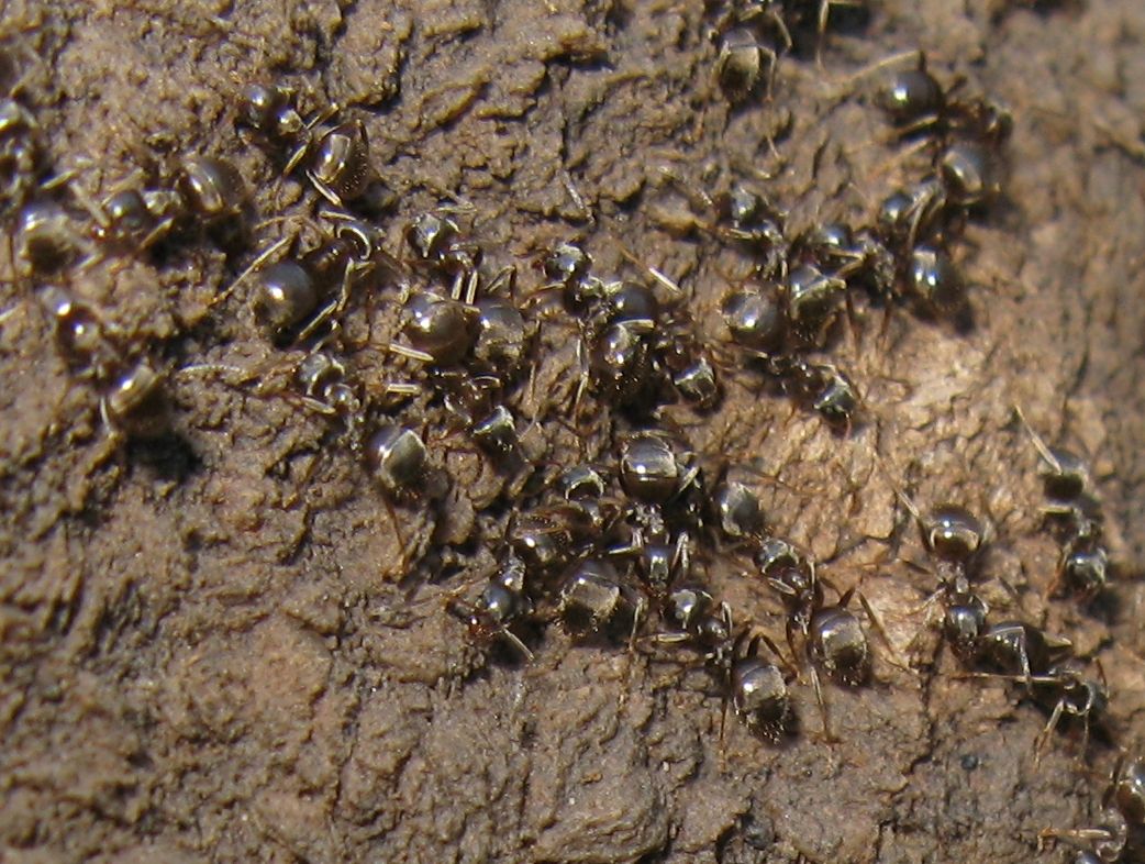 Lasius con Atelura formicaria e Pheidole sp.