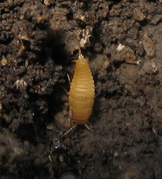 Lasius con Atelura formicaria e Pheidole sp.