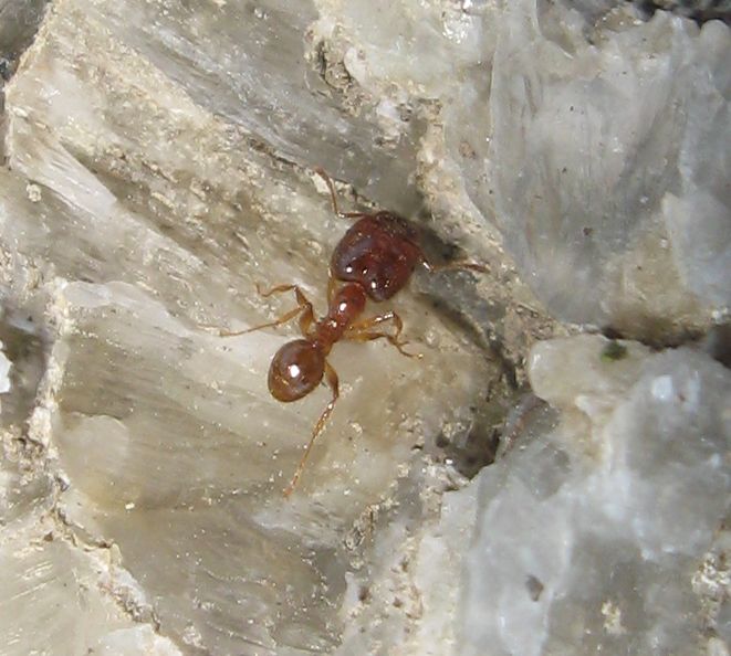 Lasius con Atelura formicaria e Pheidole sp.