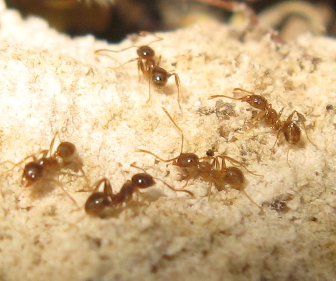 Un''altra manciata di formiche...
