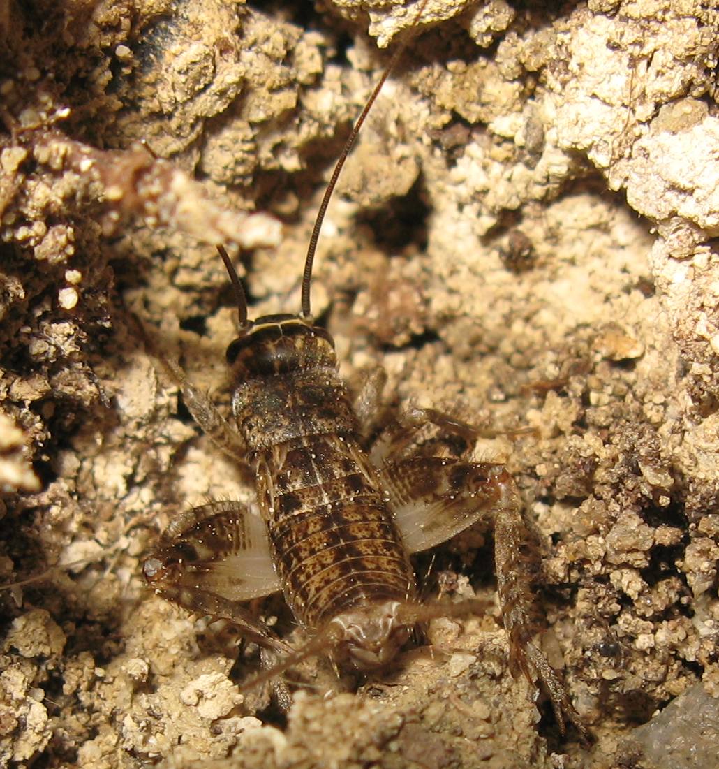 Ninfa di Eumodicogryllus bordigalensis