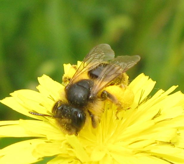 Imenotteri vari: Camponotus sp. e Andrena cfr. lagopus