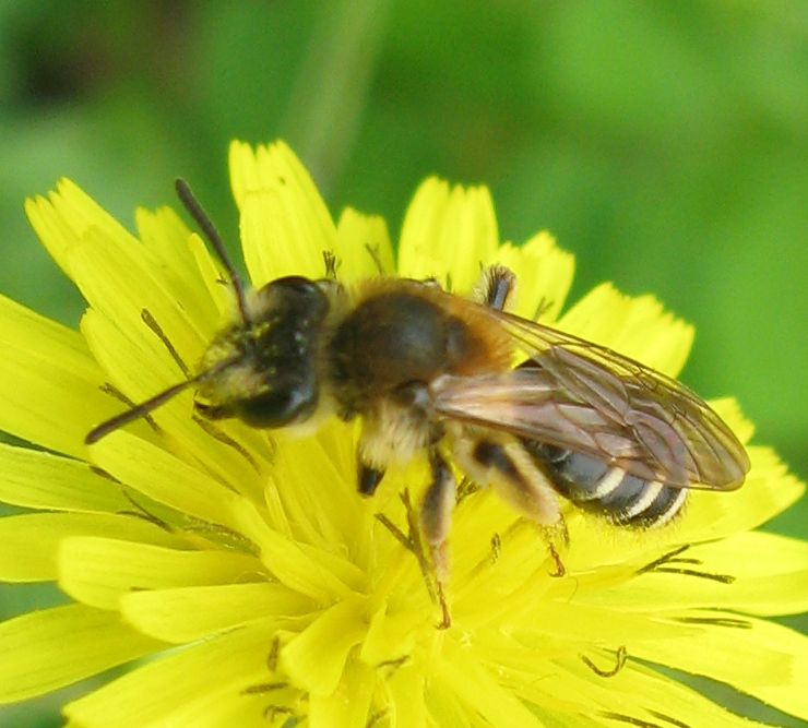 Imenotteri vari: Camponotus sp. e Andrena cfr. lagopus