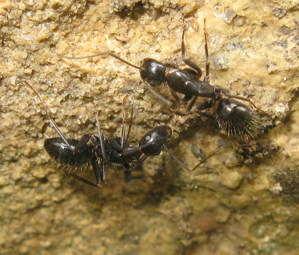 Imenotteri vari: Camponotus sp. e Andrena cfr. lagopus