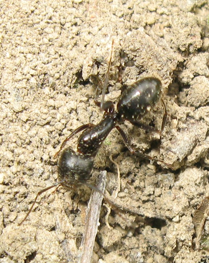 Imenotteri vari: Camponotus sp. e Andrena cfr. lagopus