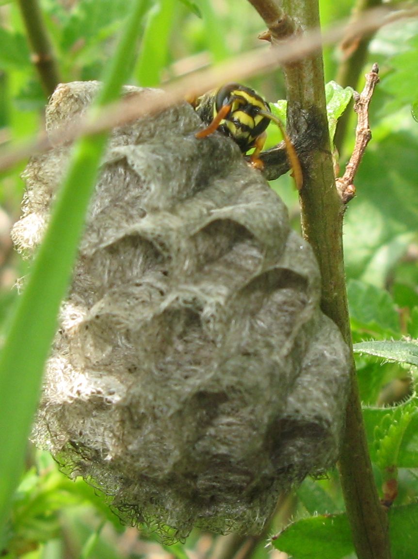 Imenotteri vari: Camponotus sp. e Andrena cfr. lagopus