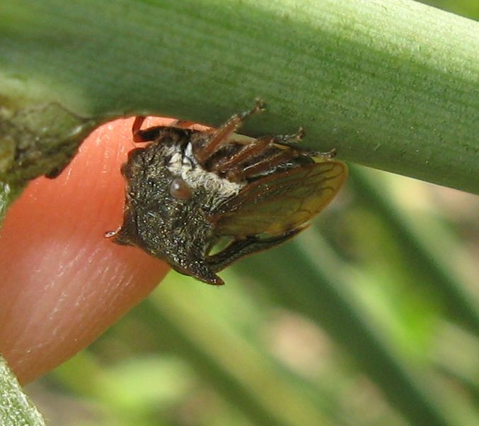 Haematoloma dorsatum & Centrotus cornutus