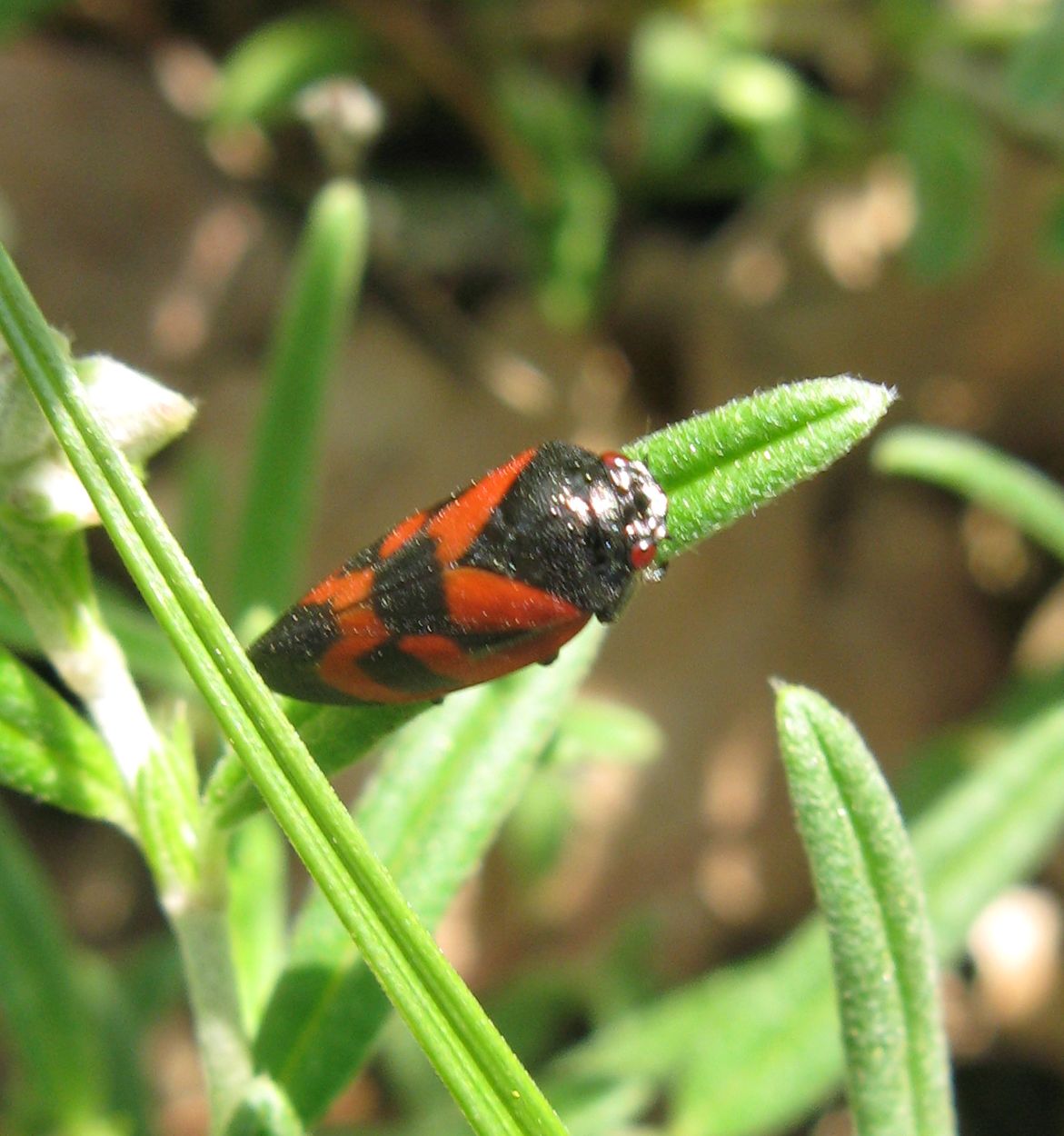 Haematoloma dorsatum & Centrotus cornutus