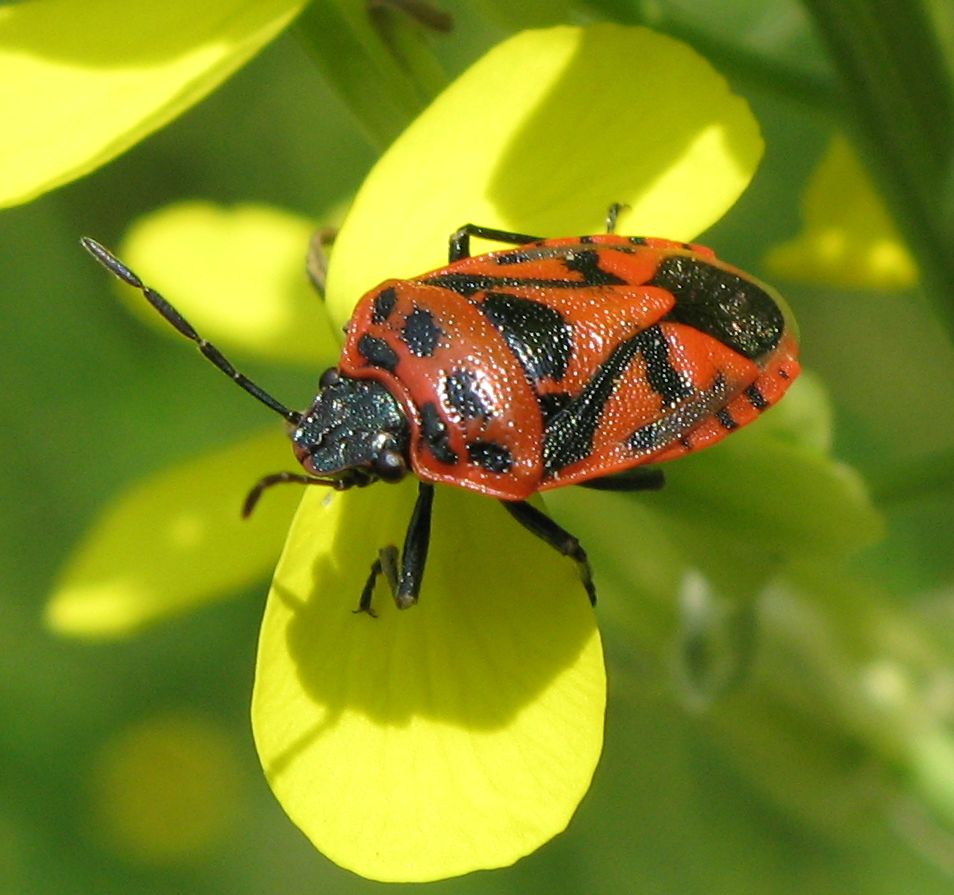 Eurydema ornata