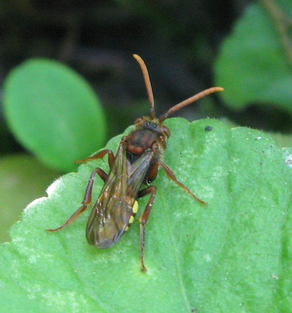 Formicidae, Ichneumonidae, Tenthredinidae, Nomada sp.