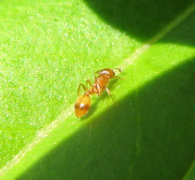 Formicidae, Ichneumonidae, Tenthredinidae, Nomada sp.
